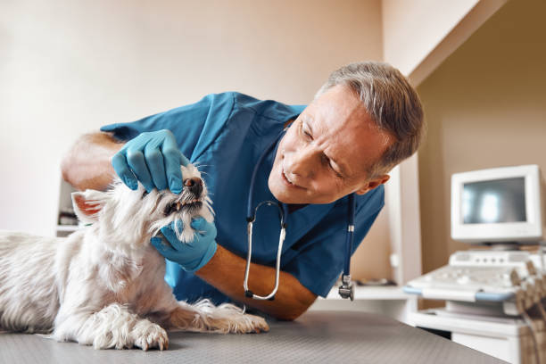 Best Emergency Denture Repair in Ravenna, OH